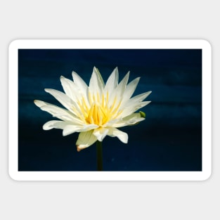 White and Yellow Water Lily Sticker
